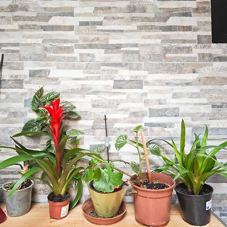 Dal Monsingore Apartment